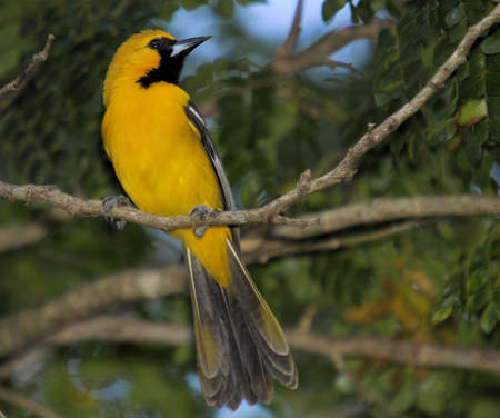 The Altamira Oriole の写真素材