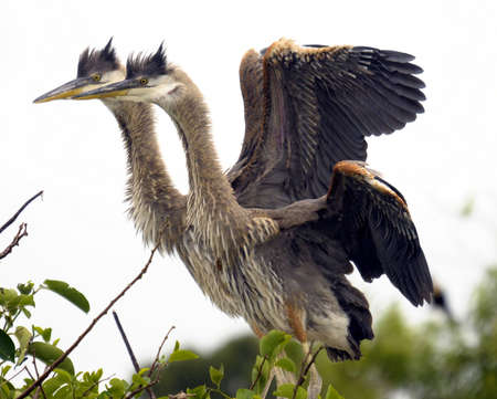 Juvenile Great Blue Heronsの写真素材