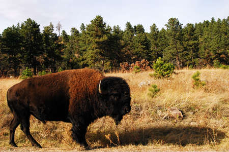 Buffalo in the Black Hills of South Dakota