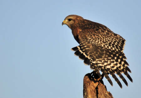 Red Shouldered Hawk in the wetlands of south Floridaの写真素材