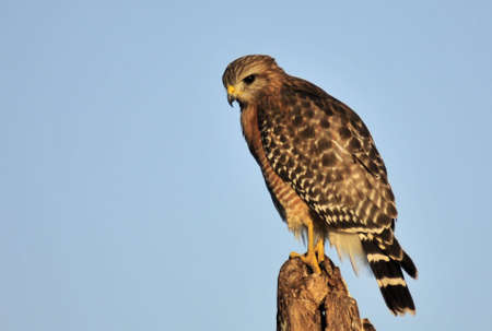 Red Shouldered Hawk in the wetlands of south Floridaの写真素材