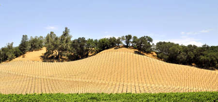 Napa Valley Vineyardsの写真素材