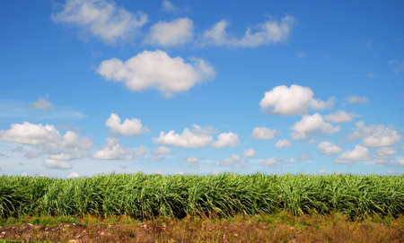 Sugarcane Fields of South Floridaの写真素材