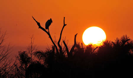 Sunset in the Florida Evergladesの写真素材