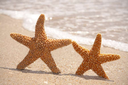 Tropical Starfish on the sandy coastの写真素材