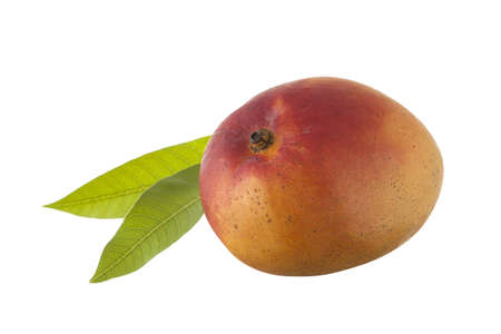 Fresh Mango with leavesの写真素材