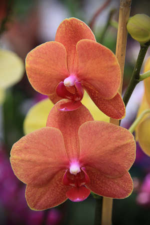 Tropical Orchids in Bloomの写真素材