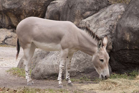 The Somali Wild Ass (Equus africanus somaliensis)の写真素材