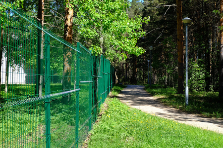 Landscape gardening, cypress, dwarf firs with conesの写真素材