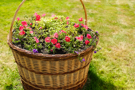 Street flower pots flowers on stone wall backgroundの写真素材