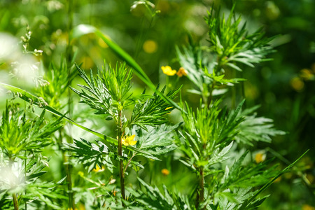 Summer day. Green grass. Swaying with the wind. Field white and yellow flowers.