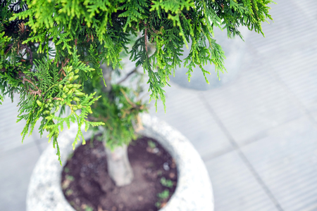 Landscaping at the shopping center, shrubs, trees, grass. Designer landscaping of the landscape.の写真素材