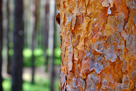Brown the pine tree. Young bark in the foreground View of tall old trees in the evergreen primeval forest blue sky in the background.の写真素材