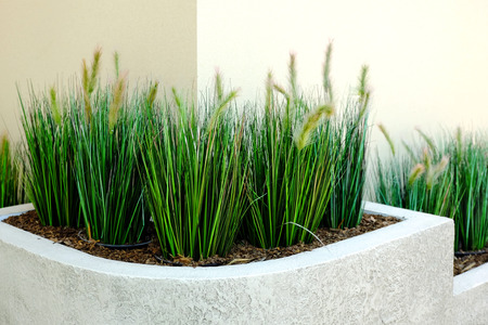 Fresh green plants in vases. Decorative greenery on the background of the shopping center.の写真素材