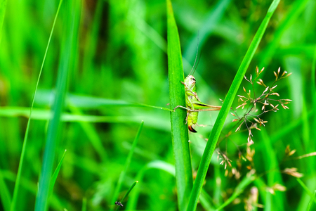 Beautiful pink clover and bumblebee in the Park. Against the green grass.の写真素材