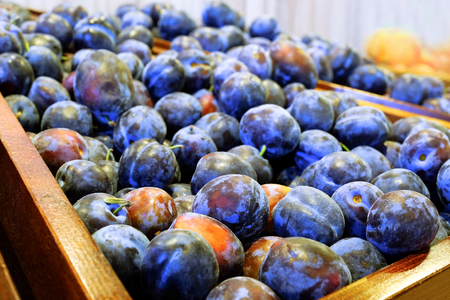 Crop of plums in boxes. Plum background. Beautiful blue plums close-up. Fruits for healthy eating.の写真素材