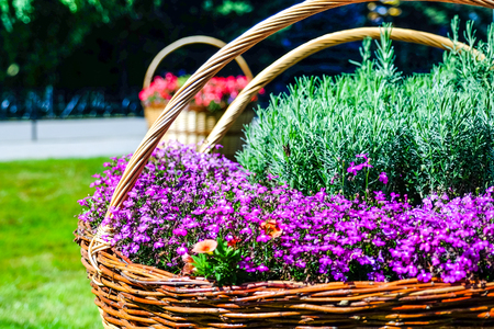 Beautiful flowers in the open air. Designer wicker basket on the background of the city streets.の写真素材