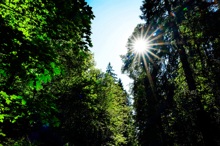 Ray of sunshine in between the branches of rows of trees in the park in summer
