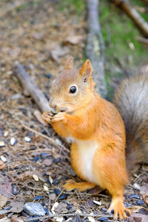 Squirrel sitting on the ground. Bites the seed. Holds front paws. Red bushy tail.の写真素材
