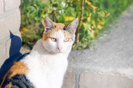 Charming big-eyed cat enjoying the sun. Portrait of a cat looking straight into the camera. Cat posing.の写真素材