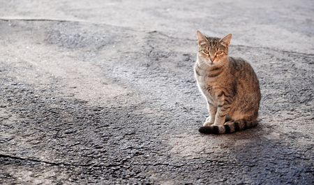 cat on the pavement in the sun. the cat sitting posing on the asphalt road.の写真素材