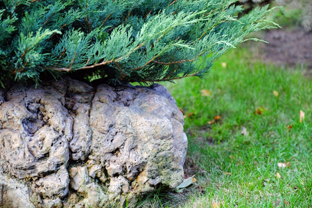Landscape gardening, cypress, dwarf firs with conesの写真素材