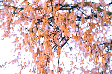 Flowering branches of the aspen tree with earrings in early spring, landscape