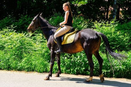 Akhal-Teke horse. Muzzle thoroughbred Akhal-Teke horse, photo outdoors. Ridden by a young rider....
