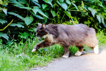 Beautiful black cat with white breast in the foreground.