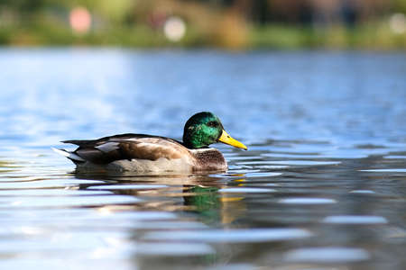A bright-colored Drake swims in a lake or river with blue water under a Sunny landscape. Birds and...