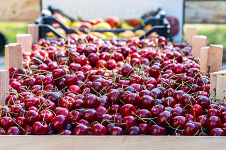 Many red ripe cherries in a bin ready to be packaged for saleの写真素材