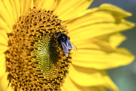 A macro shot of a bumblebee collecting pollen from a butterfly bush.