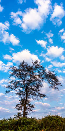 Blue sky and a silhouette of the treeの写真素材