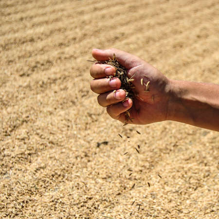 Close up of rice seed in farmer hand, the harvest on backgroundの写真素材