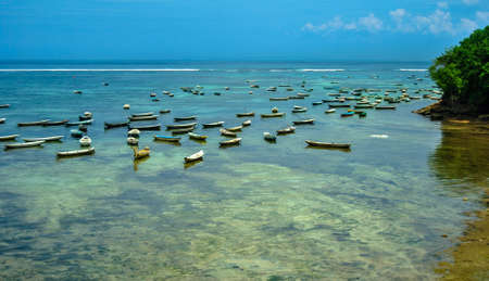 Seaweed plant at low tide on the Nusa Lembongan island, Indonesiaの写真素材