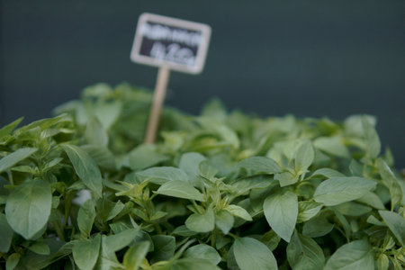 basil for sale in florists shop with price markerの写真素材