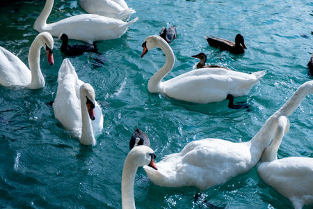 several white swans in the water