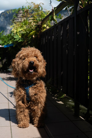 Labradoodle dog tied up in the yardの写真素材