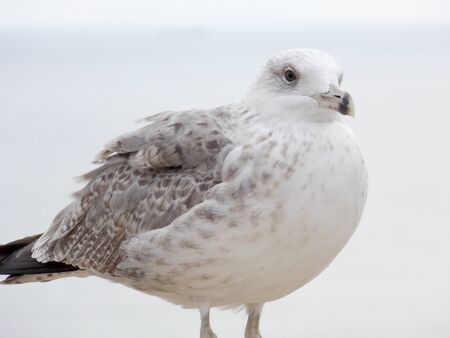 Big gray laughter gull in the foreground close-upの写真素材