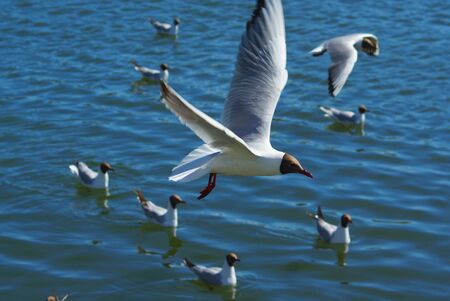Flight of seagulls over the blue smooth waterの写真素材