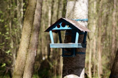 Close-up of a bird feeder on a birch tree on an early sunny spring day - concept of a natural and environmentally friendly lifestyleの写真素材