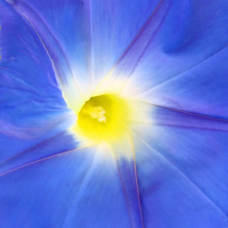 Morning Gloryの写真素材