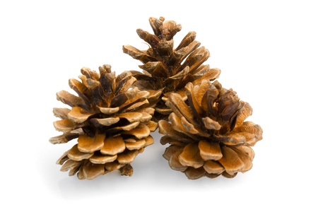 brown pine cones on white background