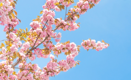 spring peach tree with flowers under blue sky