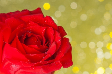 red rose with drops on yellow bokeh background, valentine day and love conceptの写真素材
