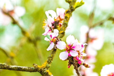 spring tree with flowers on green background, almond blossomの写真素材