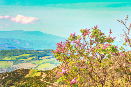 view of a little purple violet flowers in font of tipical vegetation near Matera
