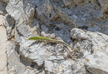 little green lizard on stoneの写真素材
