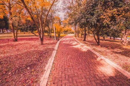 yellow and purple colorful leaves autumn colors in the park outdoor with tree and road in the leaf fall season autumnの写真素材