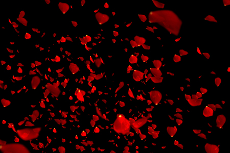 red colorful petals rose flying on black background, love and valentine day conceptの写真素材